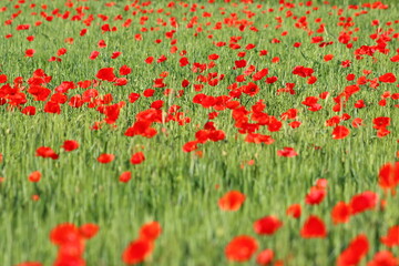 The red poppy in the field