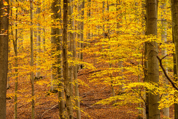 Autumn in a nature. Colorful leaves in a autumn woods. Sunny bright day in forest during a fall season.