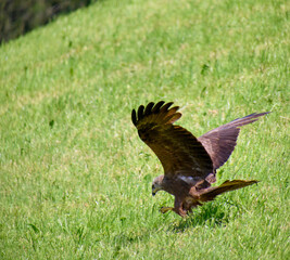 buzzard attack