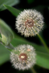 White dandelions on nature background