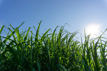 Fototapeta na wymiar Green leaf of Sugarcane in agriculture planting field under blue sky