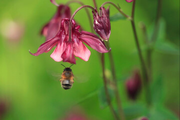 Bee flying under purple flower