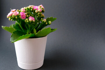Kalanchoe with pink flowers in a white pot on a dark background