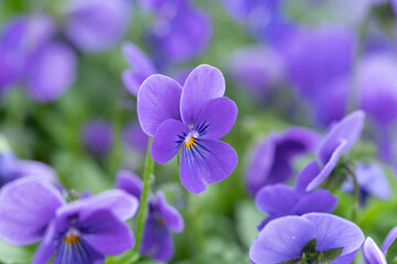 紫色のパンジー