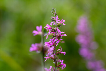 bee on flower