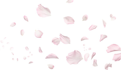 Beautiful sakura flower petals flying on white background. Banner design © New Africa