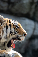 あくびをするトラ