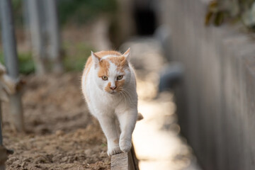 歩く猫　茶白猫