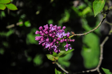 Close up on a violet lilac flowers buds on green background