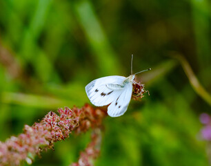 butterfly on the grass