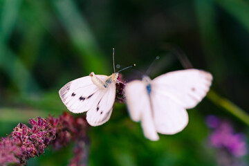 butterfly on a butterfly