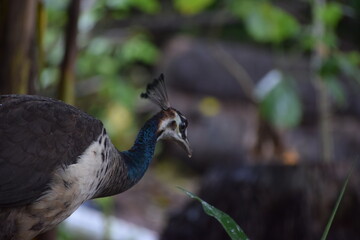 peahen in the zoo