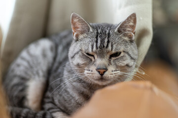 眠そうな猫　サバトラ猫