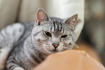 眠そうな猫　サバトラ猫