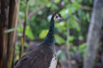 Peahen