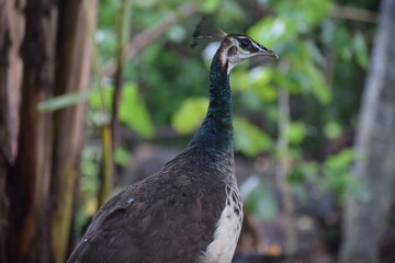 close up of a peahen