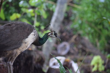 Peahen
