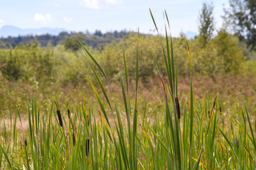 grass and sky at the swamp