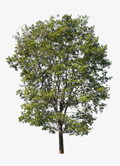 tree isolate on white background