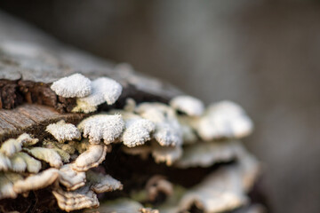 close up of a bunch of dried mushrooms