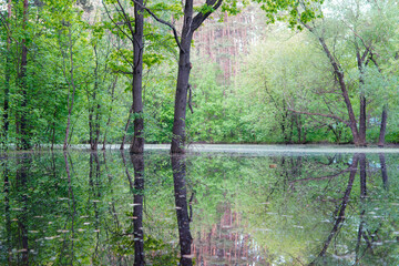 trees grow in flooded or swampy soil reflected in the water, summer daylight