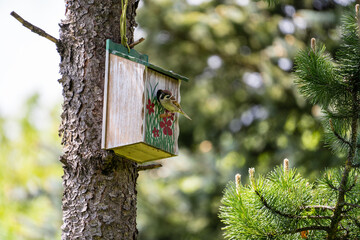 a tree sparrow, passer montanus, sitting on a handmade and painted wood nesting box in spring