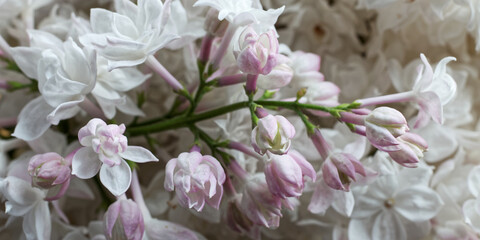 Macro view of white pinkish blooming lilac flower. Krasavitsa moskvy (Beauty of Moscow) Syringa...