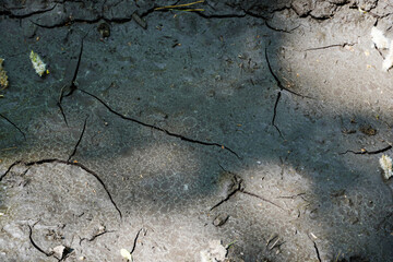 Cracked Ground Dirt in forest. Sunlight summer day.