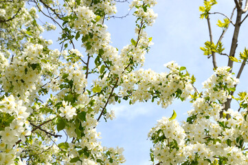 Apple tree flowers against blue sky on a spring day