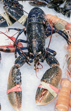 Crayfish Giant Lobster Seafood