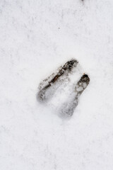 the fresh footprints of a chamois on the mountains in the snow