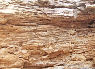 Wooden cliffs of the Grand Canyon in different forms