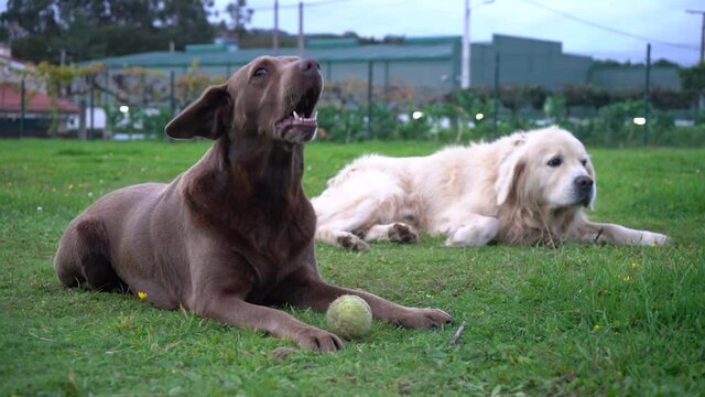 Dogs Panting