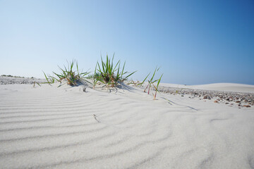 Nadmorskie trawy samotnie rosnące na piaszczystym wybrzeżu.
