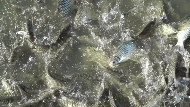 Plenty of Puntius gonionotus fish in a river.