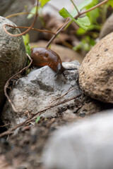 close up of a slug