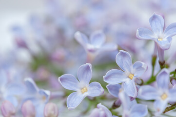 Lilac flowers close-up . Flower background 