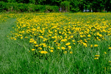 dandelions in the grass