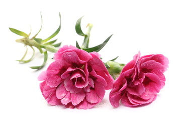 Pink carnation flowers isolated on white background