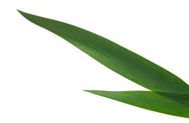 Green Iris flower leaves isolated on white background with clipping path