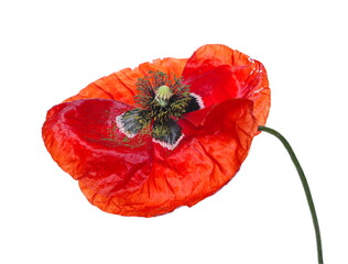 Poppy flower isolated on white background, clipping path