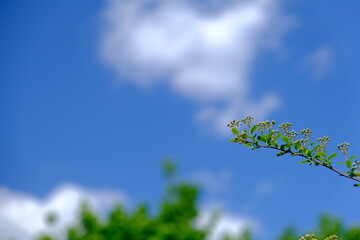 trees and blue sky