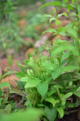 Close up green plants in nature.