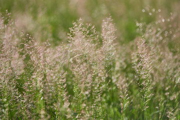 Polne i leśne trawy połyskujące w letnim słońcu.