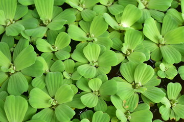 Green plants on water background.