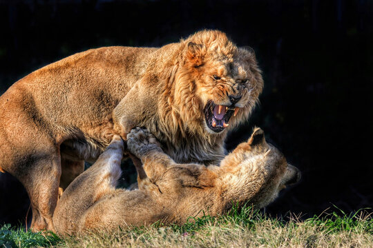 Lion and a lioness fighting
