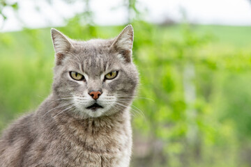 Naklejka na ściany i meble Portrait of a gray cat close-up on a green background in summer