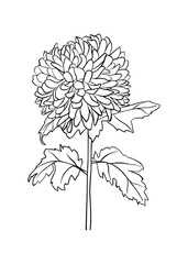 Vector illustration of a chrysanthemum. Doodle style.
