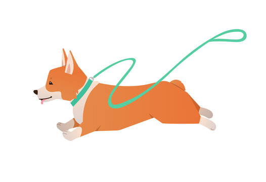 Welsh Corgi dog running with leash. Vector cute happy pet flat illustration isolated on white background