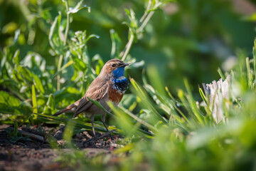 Beautiful bluethroat bird sits on the grass